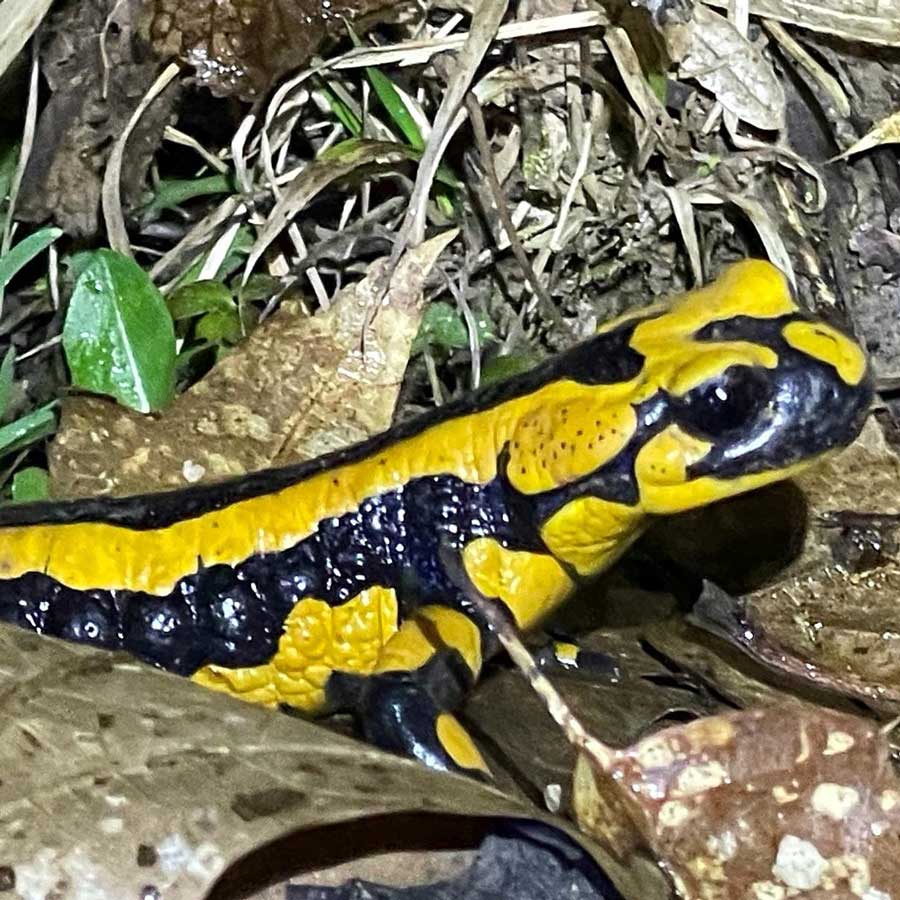 Feuersalamander