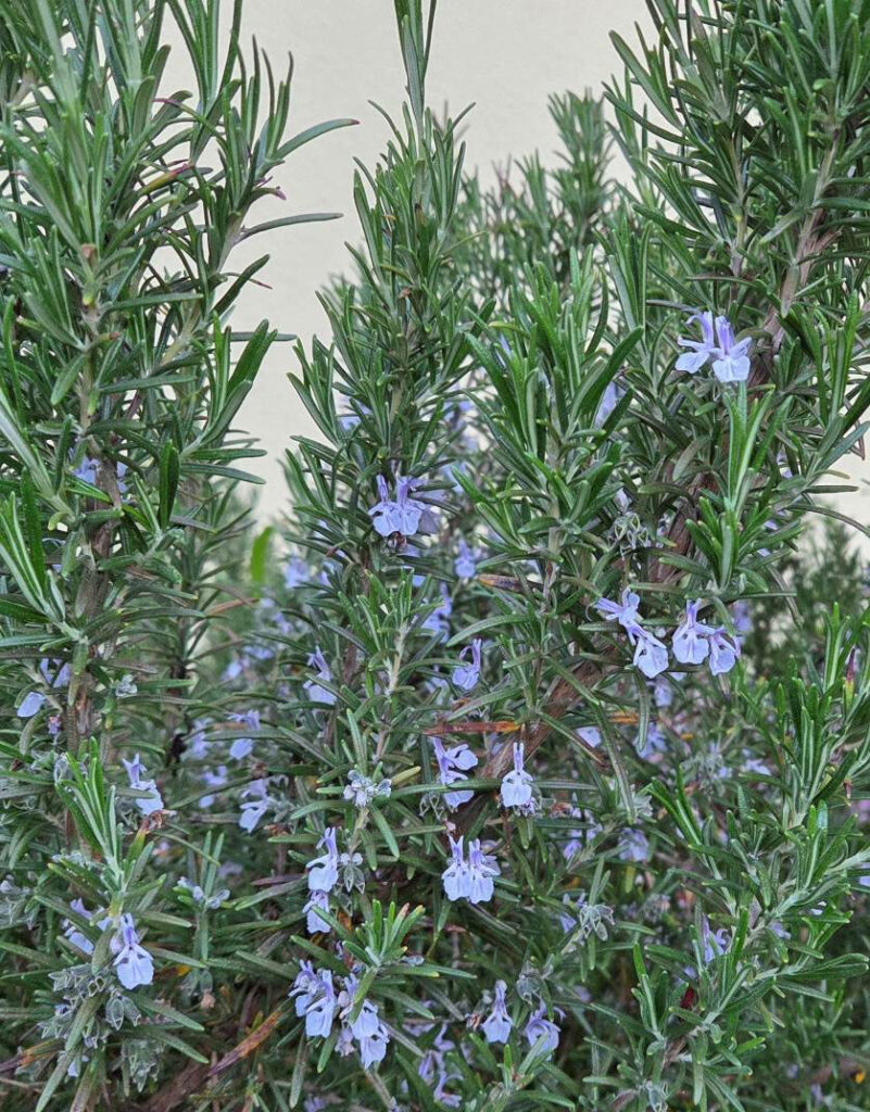 Blühender Rosmarin ist ein bienenfreundlicher Highlight im Garten.